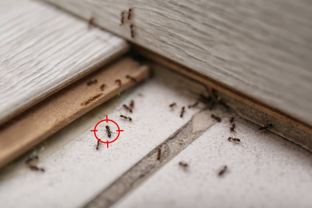 Best Exterminator Services  in Brookfield Center, OH