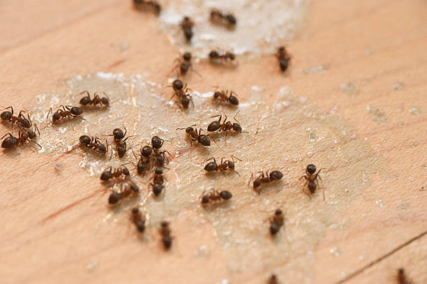  Brookfield Center, OH Pest Control Pros